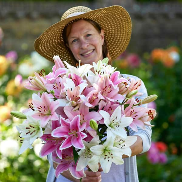 Lily Asiatic Pink (Lilium), Asiatic Lily Bulbs