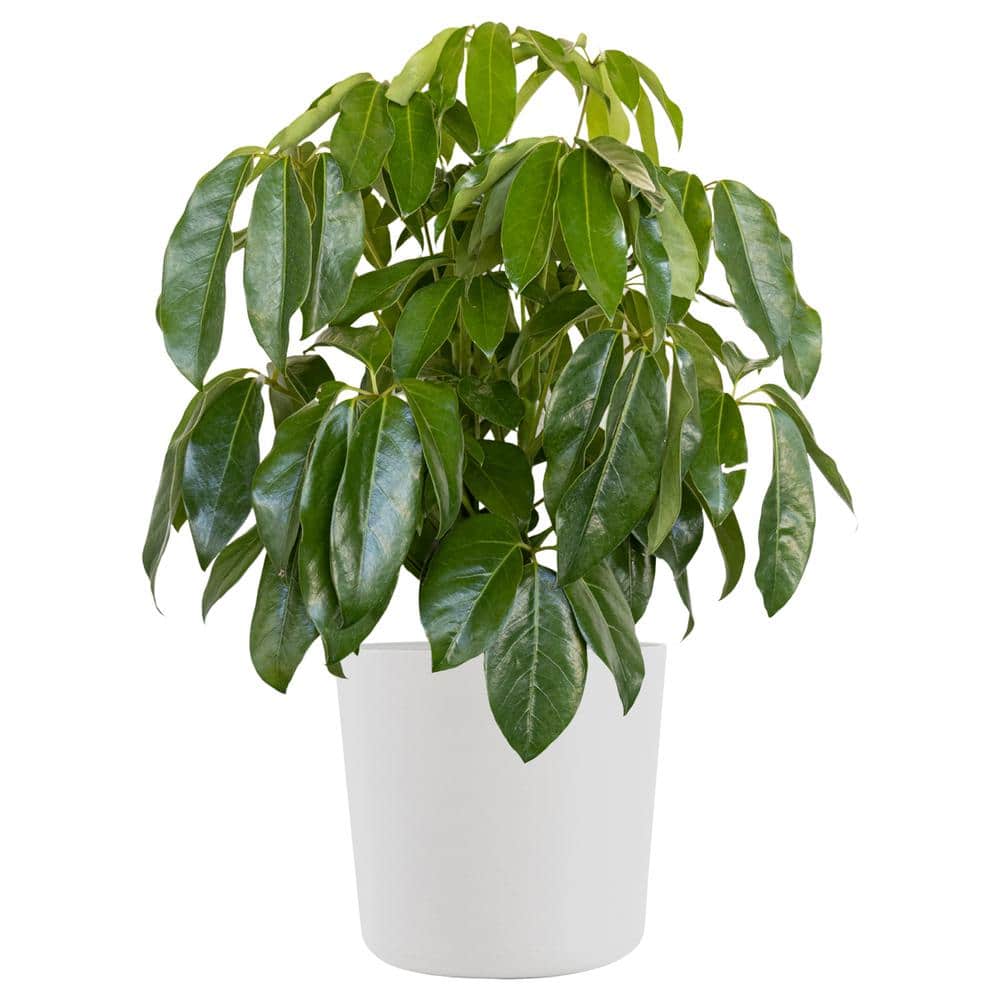 United Nursery Umbrella Plant Schefflera Amate Live Indoor Outdoor