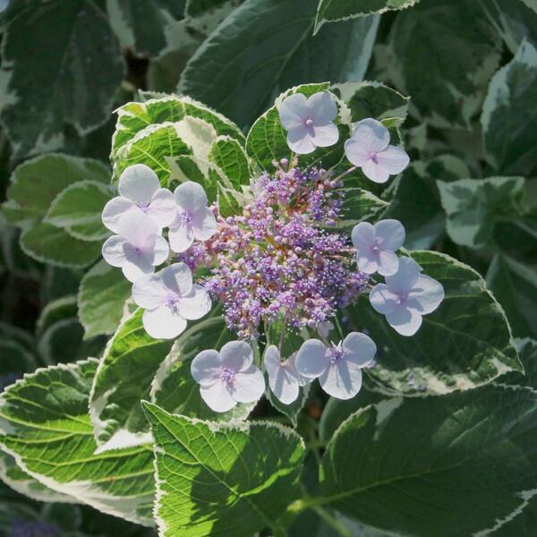 national PLANT NETWORK 4 in. Variegated Hydrangea Tricolor (3-Pack