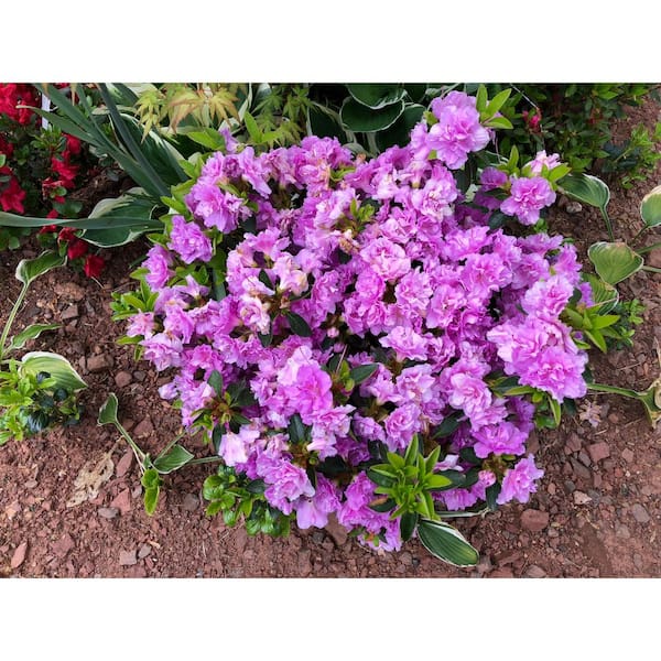 BELL NURSERY 3 Gal. Elsie Lee Azalea Live Shrub, Lavender BELL NURSERY 3 Gal. Elsie Lee Azalea Live Shrub, Lavender