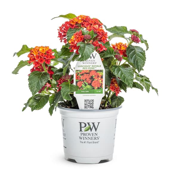 Home Depot Proven Winnersnull