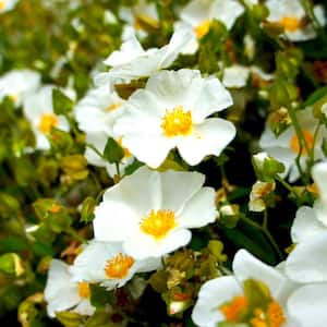 #5 Container White Rock Rose Shrub (2-Pack)
