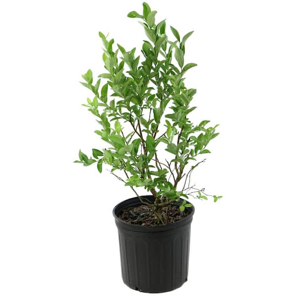 2.25 Gal. Climax Blueberry Plant