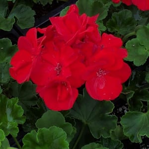 1.8 Gal. Geranium Plant Red Flowers in 11 In. Hanging Basket