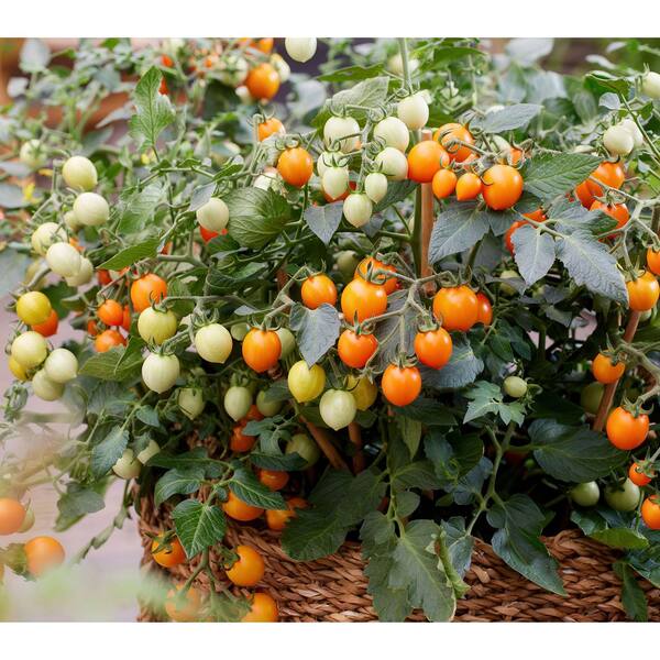 Bonnie Plants 0.94 Gal. Tiny Temptations Tomato, Live Plant 208212