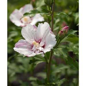 2 Gal. Hibiscus Fiji Tree with White Blooms (1-Plant)