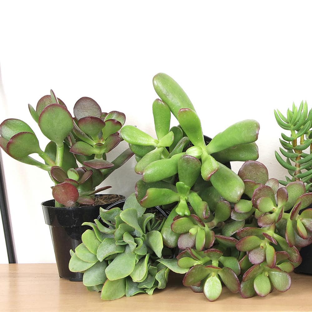 Classic Jade Succulent Collection in Black 2.5 Inch Pots (8-Pack)