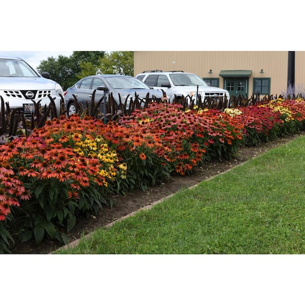 3 Gal. Cheyenne Spirit Echinacea (Coneflower) Live Flowering Full Sun Perennial Plant with Assorted Blossom Colors