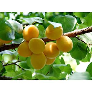Dwarf Puget Gold Apricot Tree - Easiest Growing Apricot Tree (Bare-Root, 3 ft. to 4 ft. Tall, 2-Years Old)