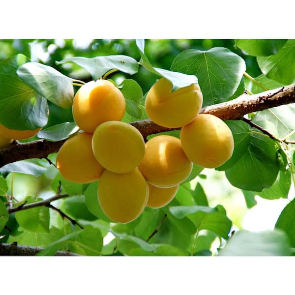 Online Orchards Dwarf Puget Gold Apricot Tree - Easiest Growing Apricot Tree (Bare-Root, 3 ft. to 4 ft. Tall, 2-Years Old)