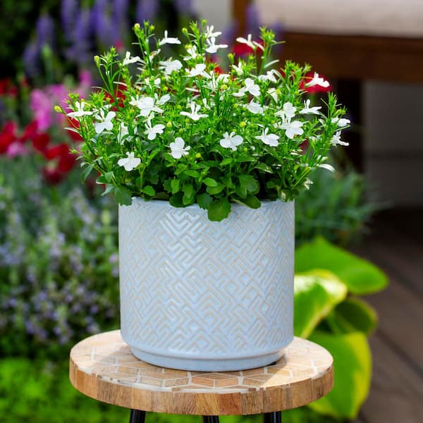 Vigoro 1.5 Pint Lobelia Cardinal Flower Magadi Compact White