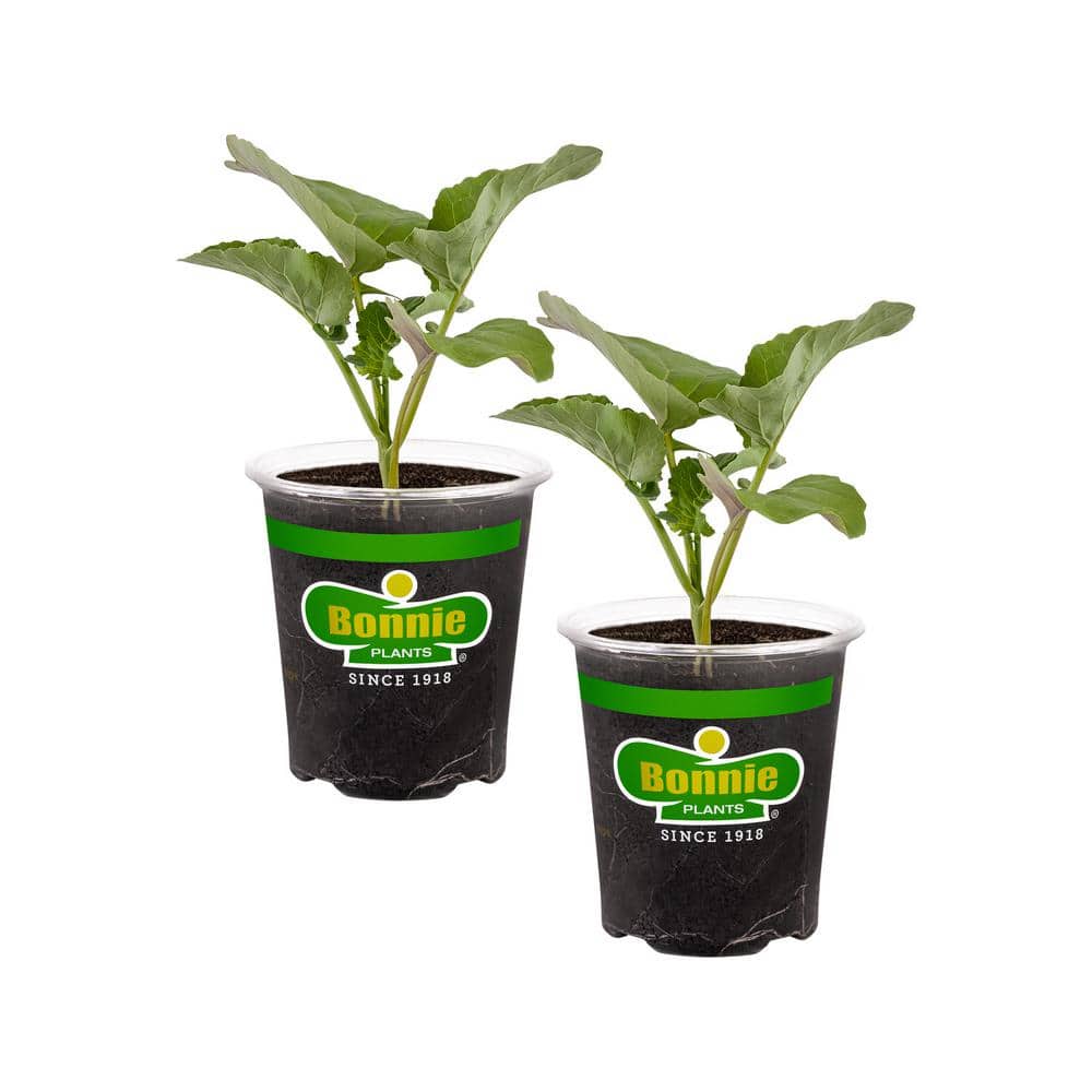 19 oz. Green Magic Broccoli Plant (2-Pack)
