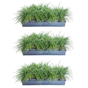 Mondo Grass 3 1/4 in. Pots (54-Pack) - Groundcover Plant
