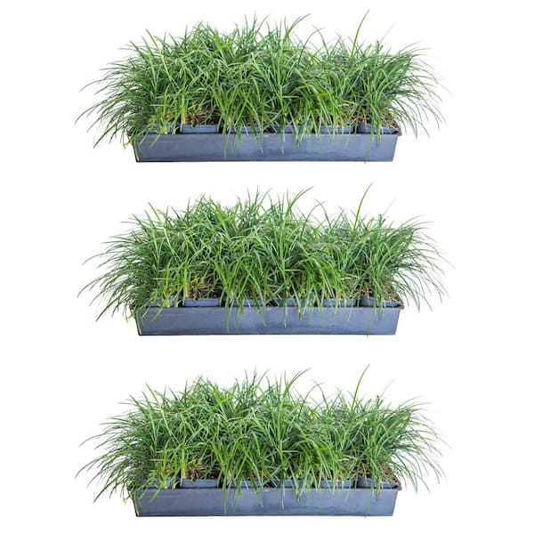 FLOWERWOOD Mondo Grass 3 1/4 in. Pots (54-Pack) - Groundcover Plant