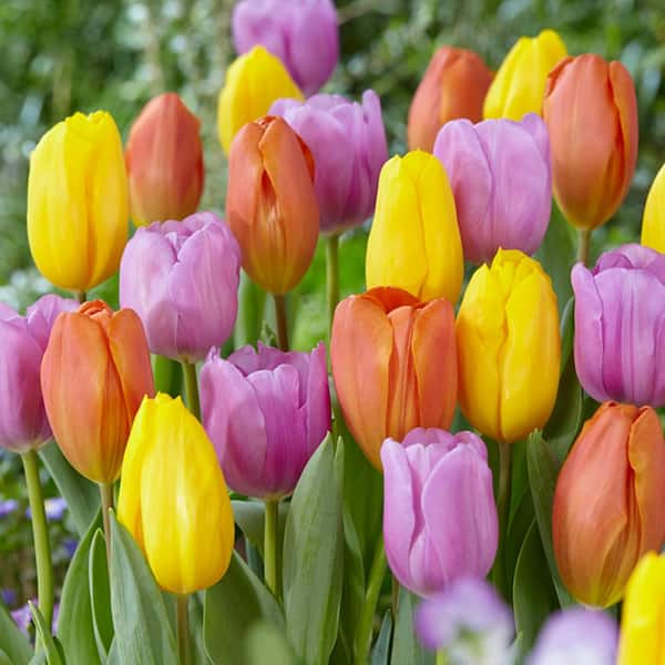 VAN ZYVERDEN Tulips Pastel Parade Blend Bulbs (Set of 15)