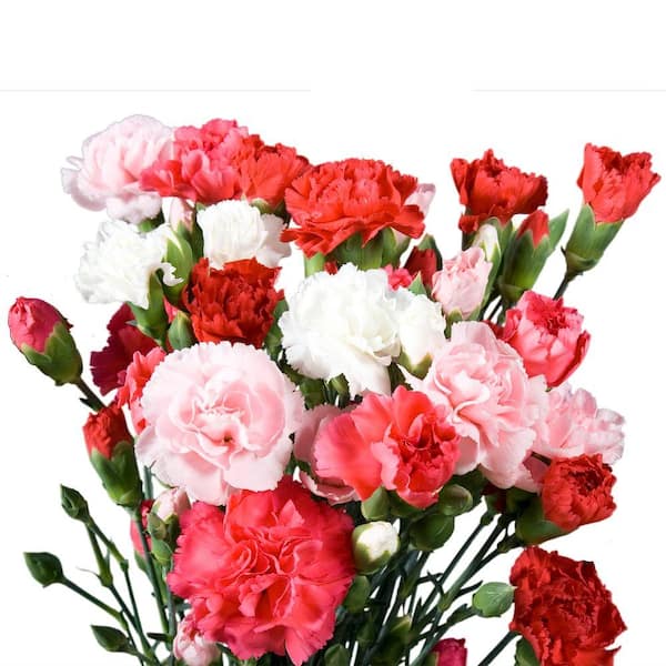 Globalrose Fresh Mother's Day Assorted Mini Carnations (160 Stems - 640 Blooms)