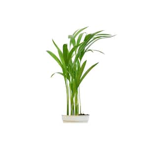 Areca Palm Dypsis Lutescens Plant in 4 in. Grower Pot