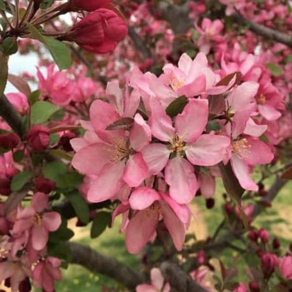 7 Gal. Centurion Crabapple Flowering Deciduous Tree with Red Flowers