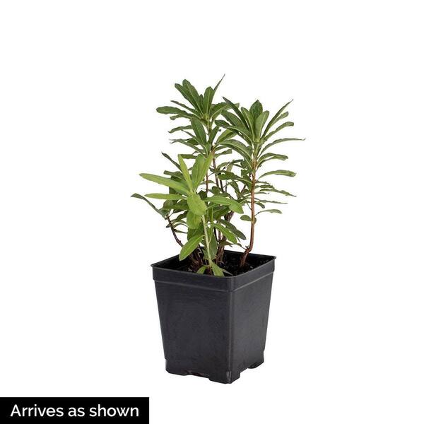 DIRECT GARDENING Nova Zembla Red Flowering Rhododendron Broadleaf