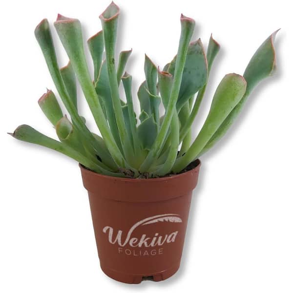 purple zz plant ZZ Plant — Green Acres Nursery & Supply
