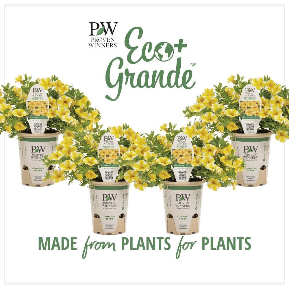 proven-winners-annual-flowers-