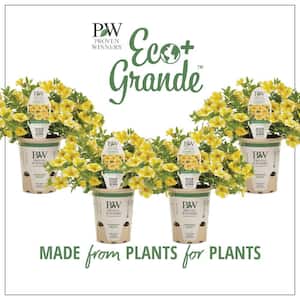 4.25 in. Eco+Grande, Superbells Lemon Slice (Calibrachoa) Live Plant, Yellow and White Flowers (4-Pack)