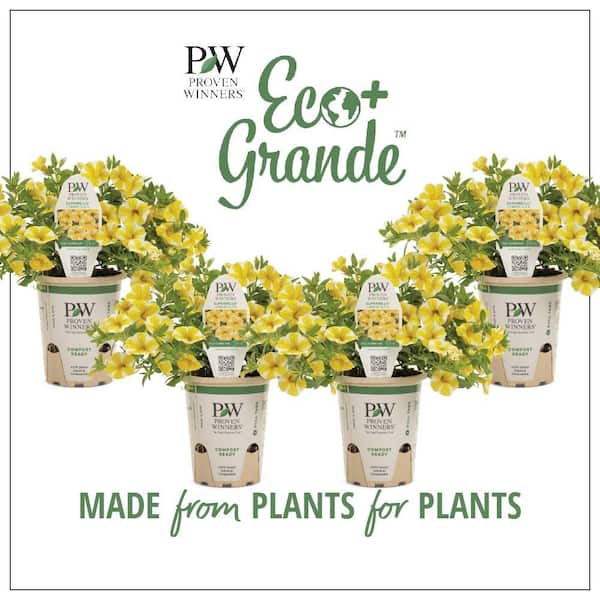 PROVEN WINNERS 4.25 in. Eco+Grande, Superbells Lemon Slice (Calibrachoa) Live Plant, Yellow and White Flowers (4-Pack)