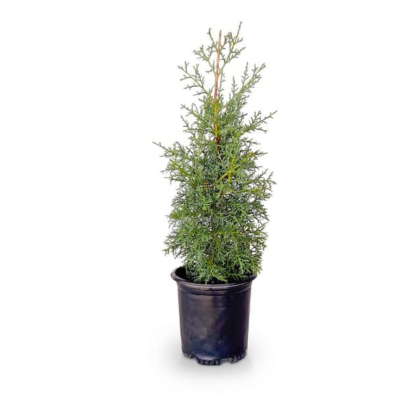 2.5 Qt. Carolina Sapphire Cypress, Live Evergreen Tree, Light Blue-Green Foliage