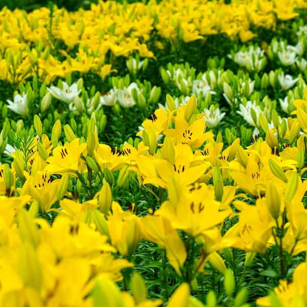 national PLANT NETWORK Bare Root Asiatic Lily Charlotte's Joy