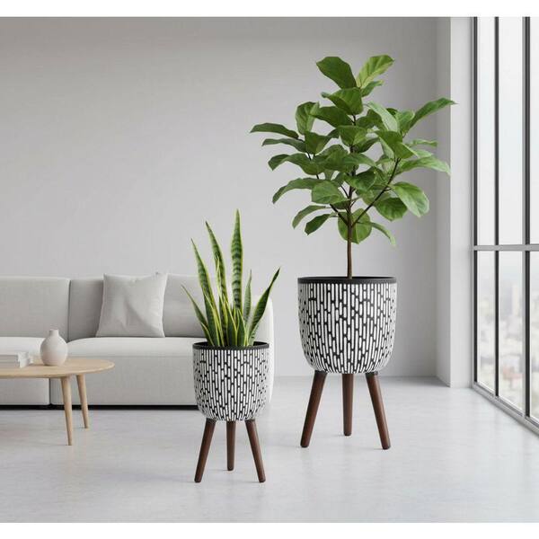 spider plant hanging Spider Plant | Houseplant main image 0