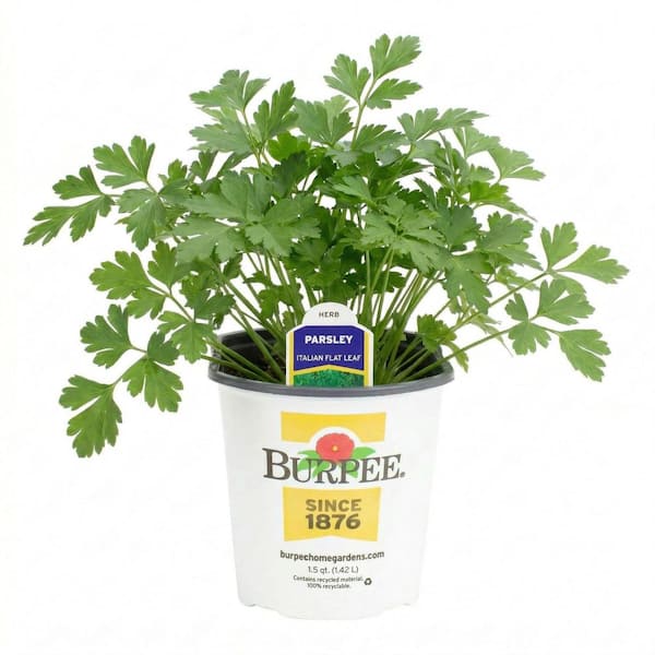 6 in. Pot Burpee Parsley Italian-Plant (2-Plants)