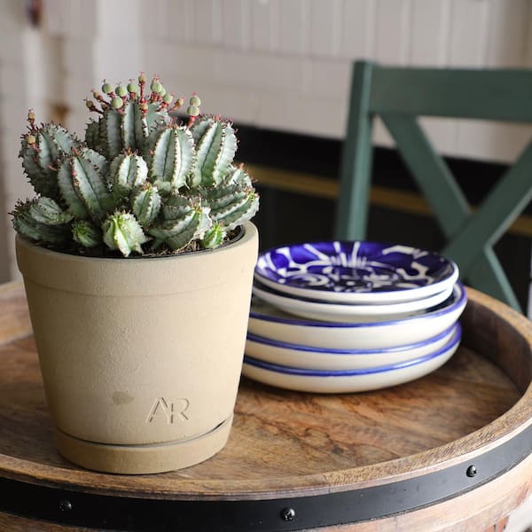 ALTMAN PLANTS Altman Reserve 6 in. Nova Milk Barrel Succulent (Euphorbia  Horrida) in Cement Pot 0872978 - The Home Depot