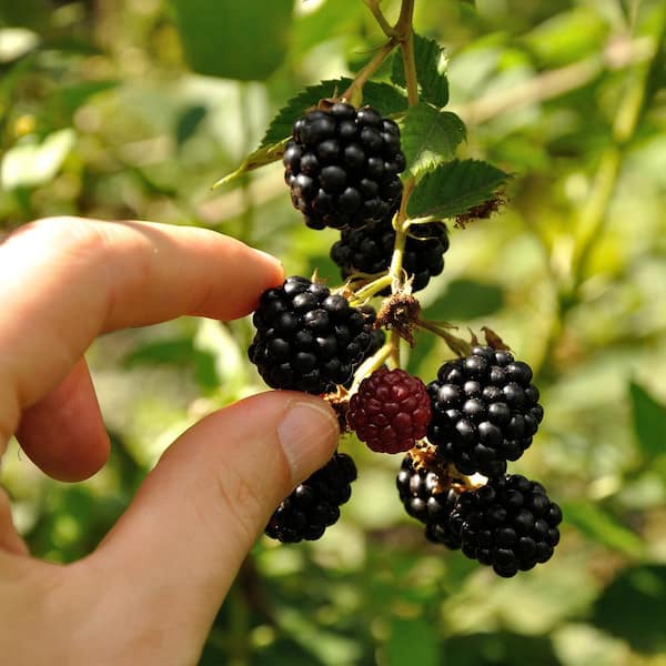 2 Ouachita Thornless Blackberry Shrub (2-Pack) THD00138