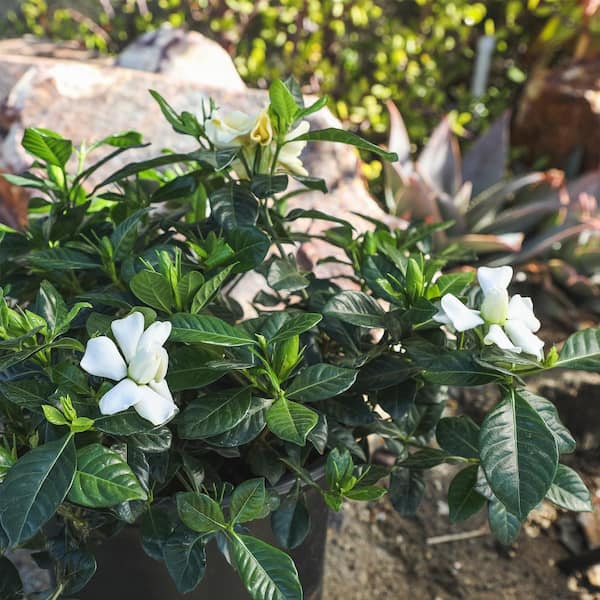 Altman Plants 2.25 Gal Gardenia Jasminoides August Beauty