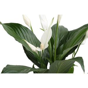 Spathiphyllum Peace Lily Indoor Plant in 6 in. White Cylinder Pot, Avg. Shipping Height 1-2 ft. Tall