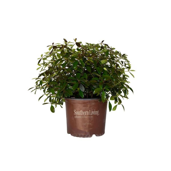SOUTHERN LIVING 3 Gal. LeAnn Cleyera Shrub (Ternstroemia Gymnanthera; False Japanese Cleyera) Live Evergreen Plant for Hedges