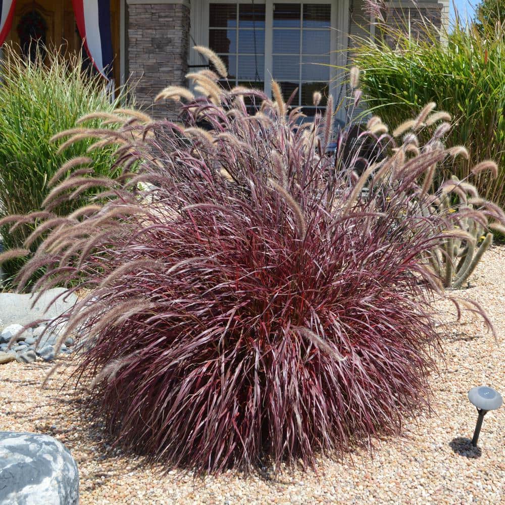 Have a question about national PLANT NETWORK 4 in. Purple Fountain
