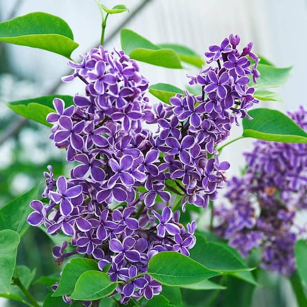 Reviews for Spring Hill Nurseries 1 Gal. Pot, Sensation Lilac