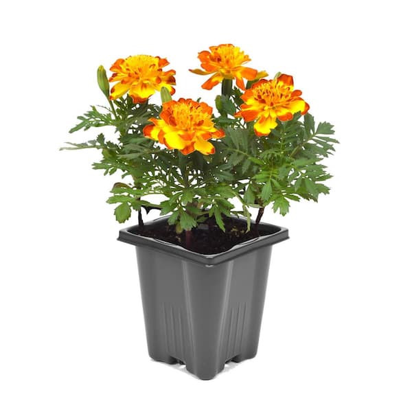 ProPlus 1.0 PT Marigold Mix Annual Plant with Multi-Colored