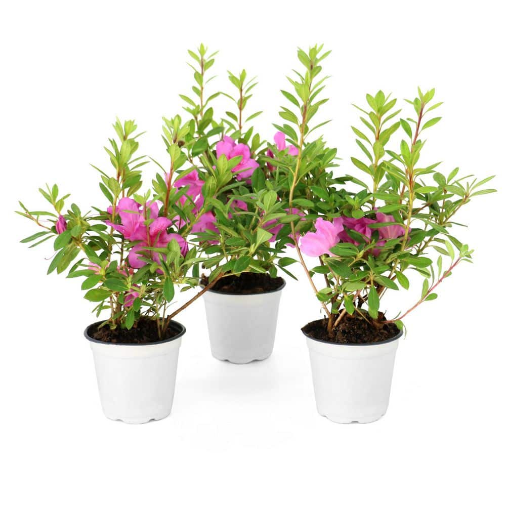 national PLANT NETWORK 4 in. Azalea FlorAmore Lavender Shrub (3