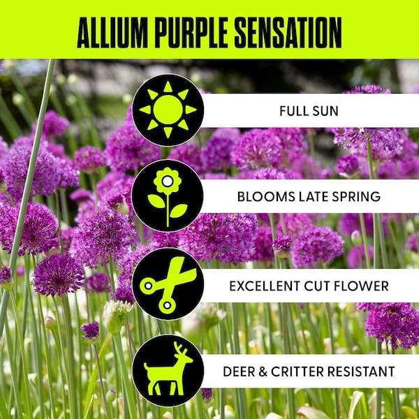 Purple Allium Purple Sensation (12-Pack)