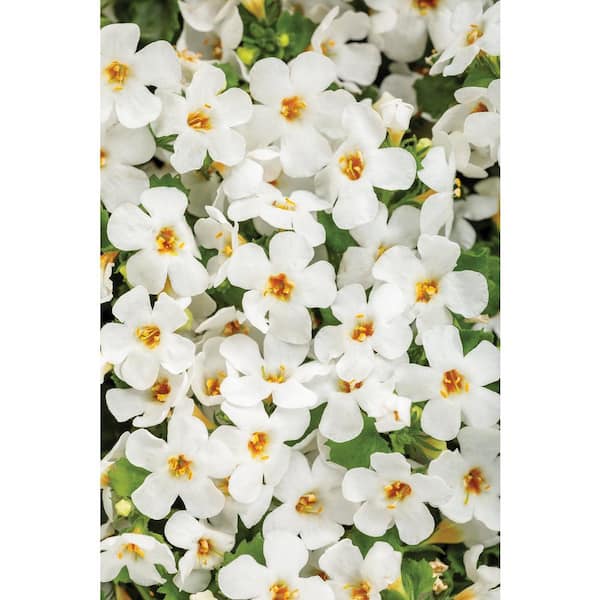 PROVEN WINNERS 4.25 in. Snowstorm Snow Globe Bacopa Live Annual Plant (4-Pack)