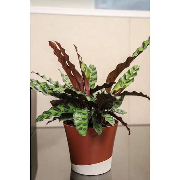 Costa Farms 12 in. Bird Of Paradise Strelitzia White Plant 1004295726 - The  Home Depot