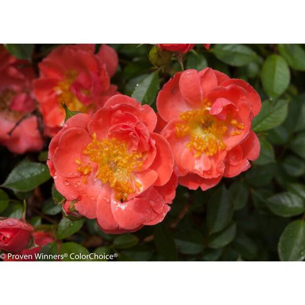 PROVEN WINNERS 4.5 in. qt. Oso Easy Mango Salsa Landscape Rose (Rosa) Live Shrub, Salmon Pink Flowers