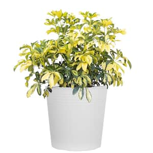 Schefflera Trinette Variegated Live Plant in 10 inch White Decor Pot