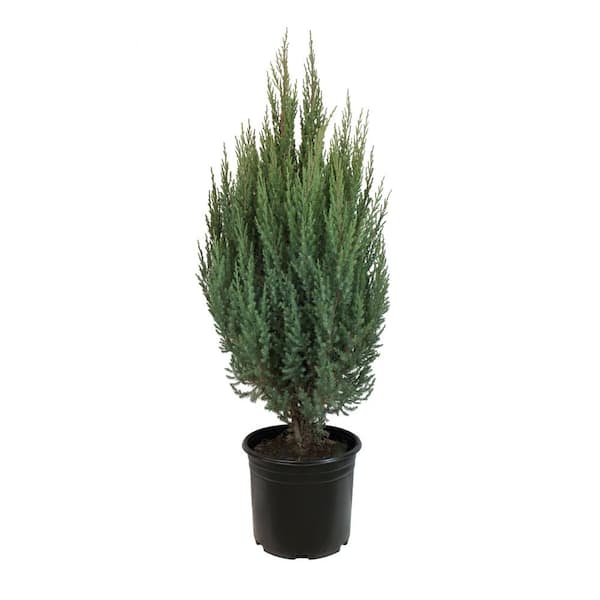Unbranded 3.58 Gal. Juniper Blue Point #5 - Shrub