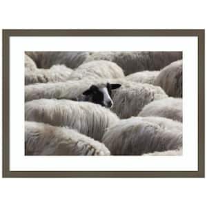 "The Sheeps Gaze" by Massimo Della Latta 1-Piece Wood Framed Color Animal Photography Wall Art 19 in. x 25 in.
