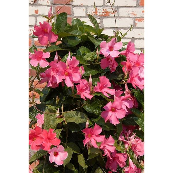 BELL NURSERY Pink Mandevilla Live Outdoor Tropical Vining Shrub in 10 in. Hanging Basket