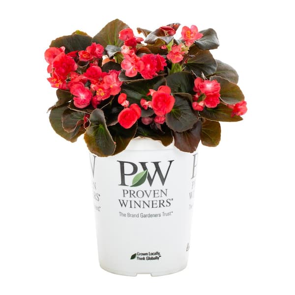 METROLINA GREENHOUSES  Pt. Proven Winners Double Up Red Begonia Annual  Plant (5-Pack) 5062 - The Home Depot