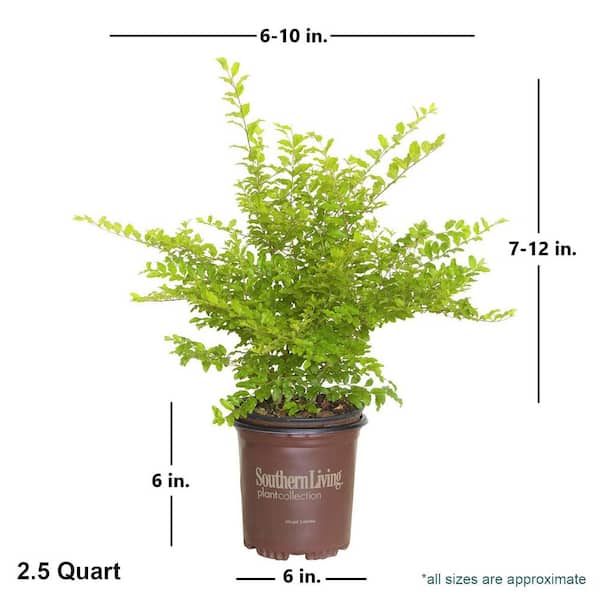 2.5 Qt. Sunshine Ligustrum, Evergreen Shrub, Bright Golden-Yellow Foliage